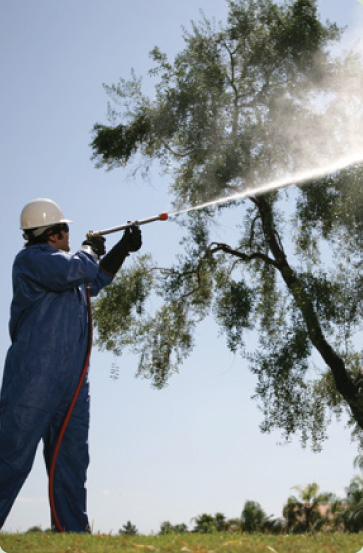 Tree Spraying